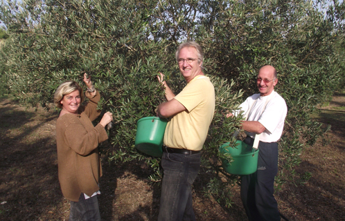 A la cueillette des olives au jardin de la ferme, avec Sophie, Claude et Bernard.