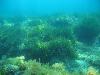 Les herbiers de posidonies, plante marine protégée par la loi, jouent un rôle essentiel dans la production d’oxygène.